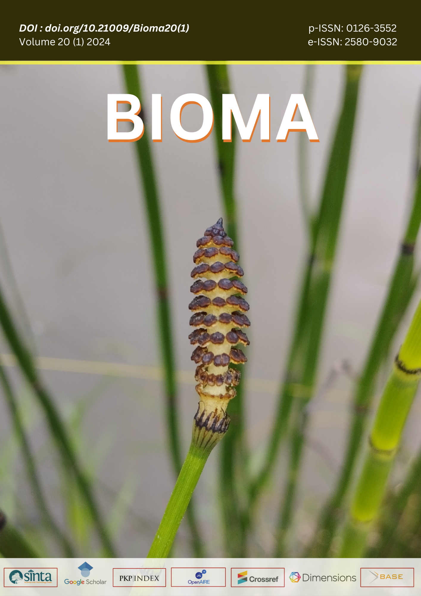 Equisetum ramosissimum by Arin Nasikah