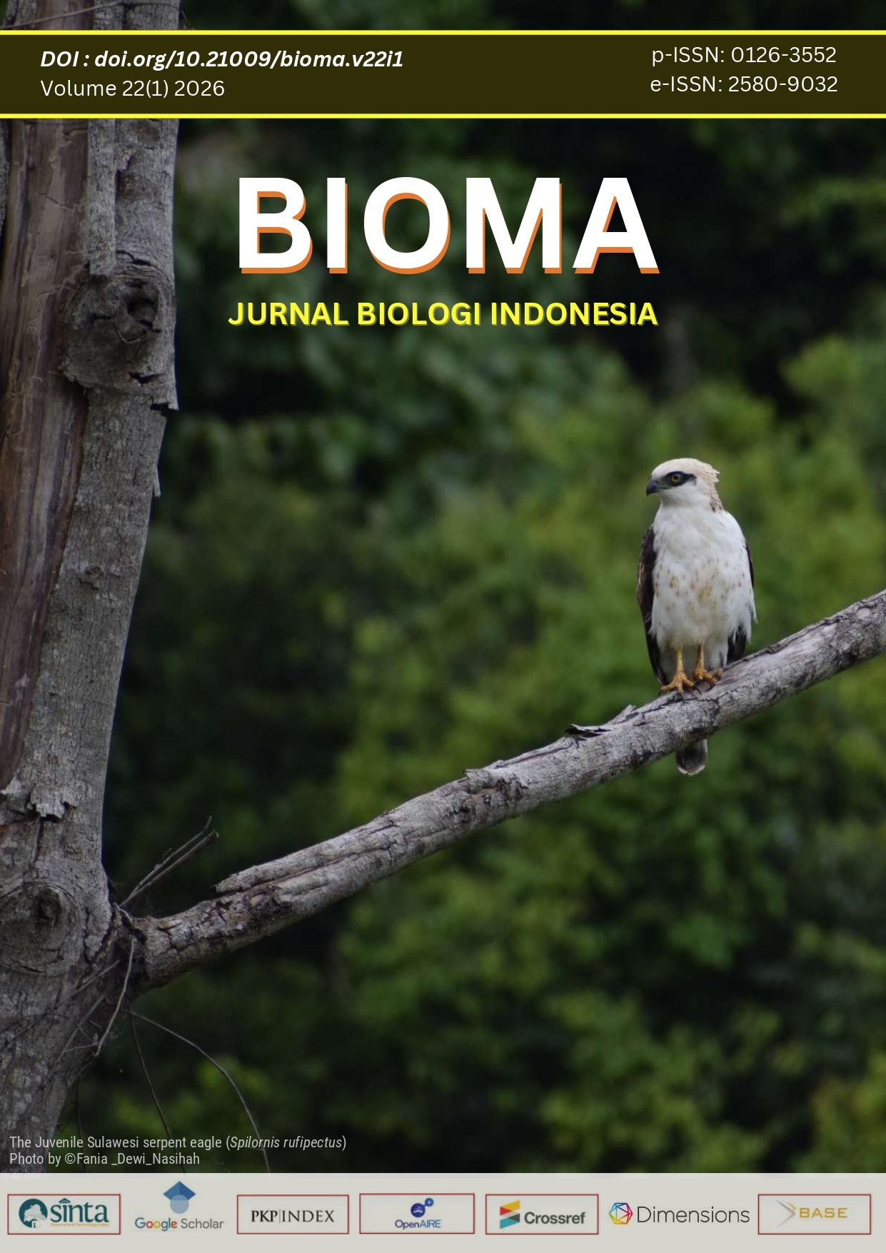 The Juvenile Sulawesi serpent eagle (Spilornis rufipectus) Photo by ©Fania _Dewi_Nasihah